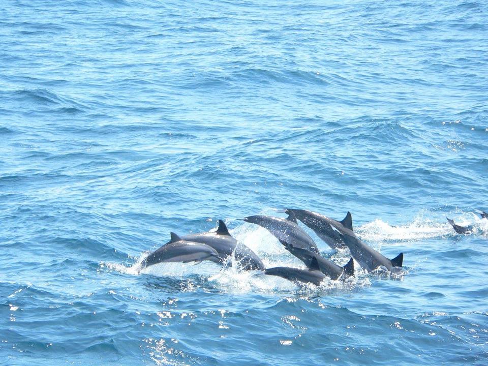 dolphin in guishan island Credit image: yilan travel blog. yilan blog