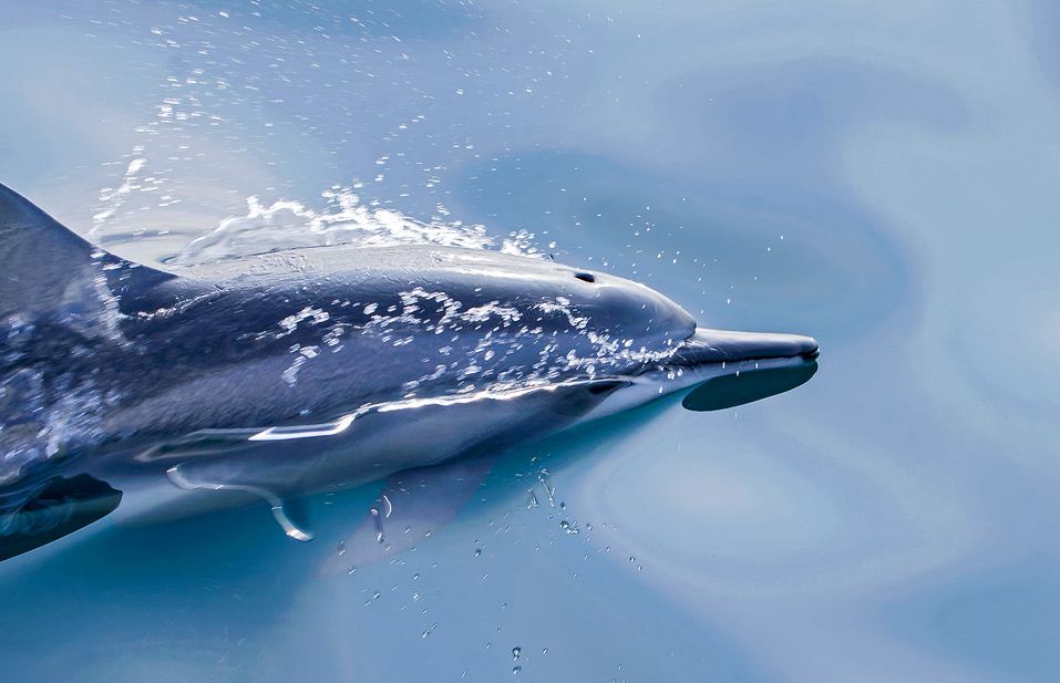 dolphin in guishan island
