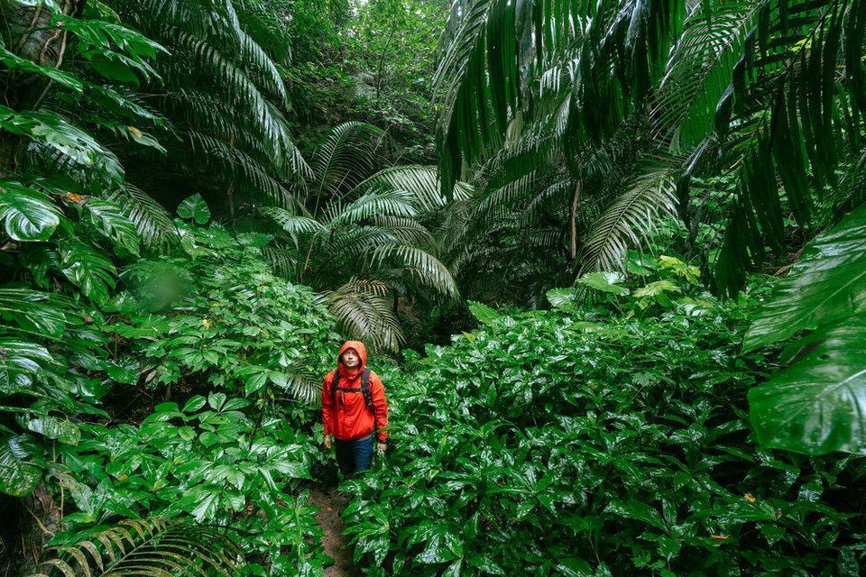 The rain brings out the lush greens of Iriomote Island