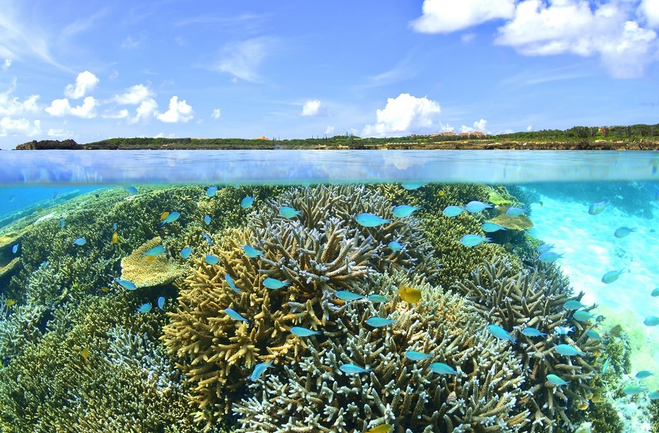 the coral reef in okinawa