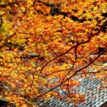 Maple leaves season in Taiwan 2022 — 9 best place to see autumn leaves in Taiwan