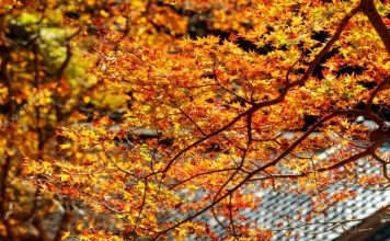 Taiwan Fall Foliage Forecast 2025 — When & 9+ Best Place to See Autumn Leaves in Taiwan taiwan blog taiwan travel blog stock-photo-the-fall-season-of-taiwan