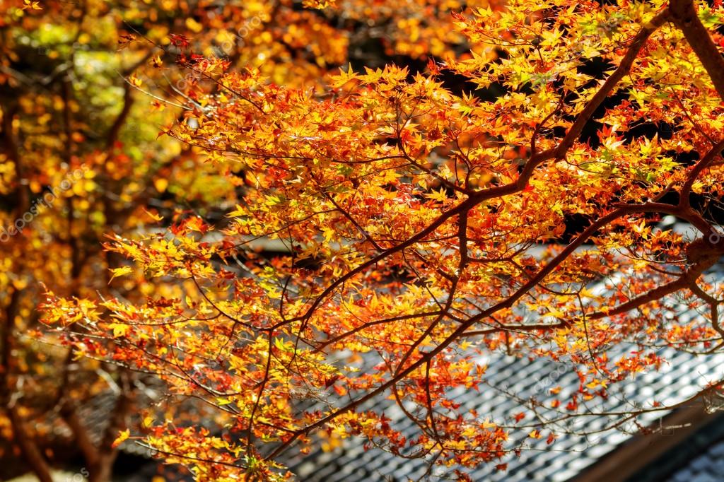 ,maple leaves season in taiwan,autumn foliage taiwan,fall foliage taiwan,taiwan autumn foliage,taiwan fall foliage