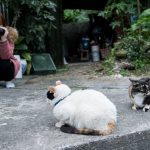 Houtong cat village blog — How to visit & what to do in Houtong village, Taiwan?