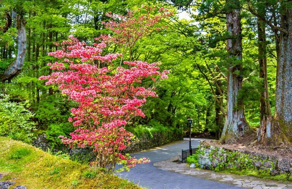 depositphotos_111389226-stock-photo-blooming-bush-at-nikko-heritage