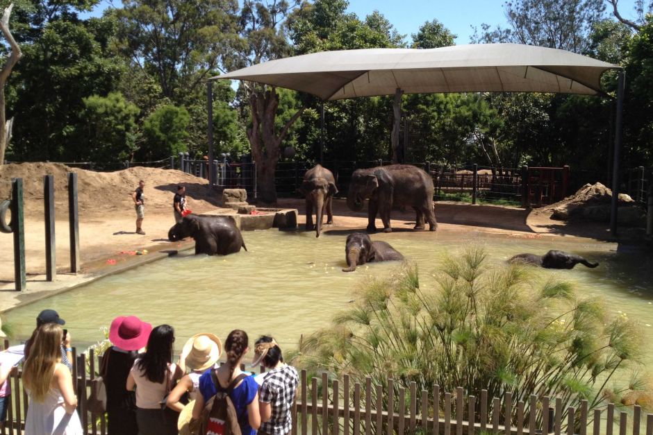 Elephants cool off