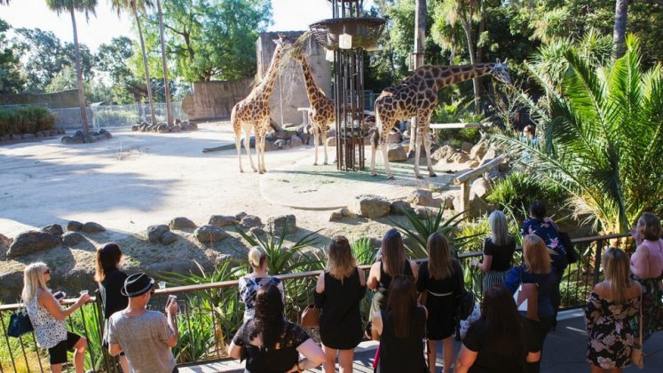 Melbourne best zoo: Top 5 best zoos in Melbourne Worth Visiting ...