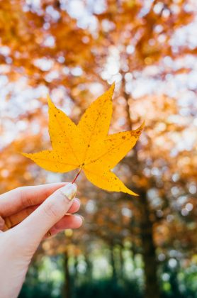 Taiwan Fall Foliage Forecast 2025 — When & 9+ Best Place to See Autumn ...