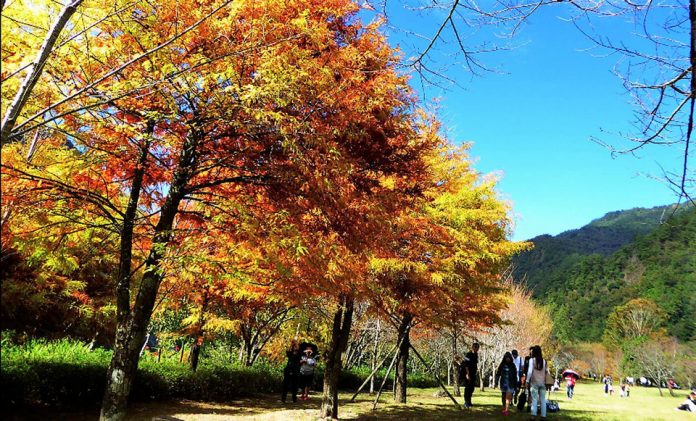 maple-leaves-season-in-taiwan-9-best-place-to-see-autumn-leaves-in