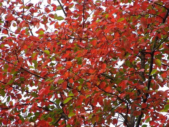 Wulai autumn,maple leaves season in taiwan,autumn foliage taiwan,fall foliage taiwan,taiwan autumn foliage,taiwan fall foliage
