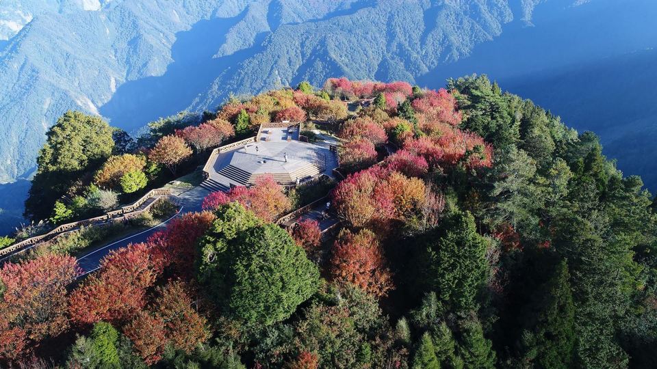 alishan autumn leaves