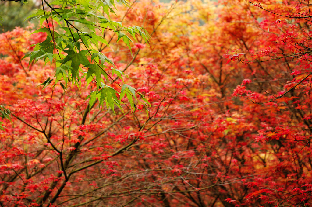 autumn Aowanda National Forest Recreation Area