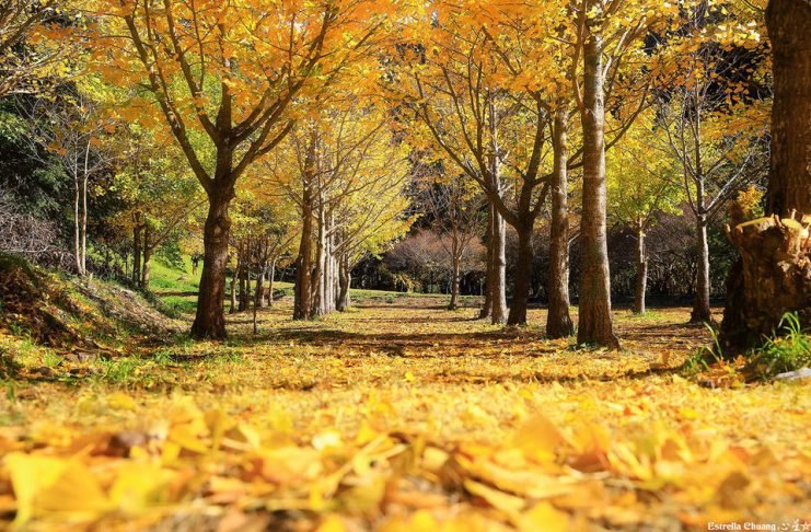 alishan autumn leaves - Living + Nomads – Travel tips, Guides, News ...