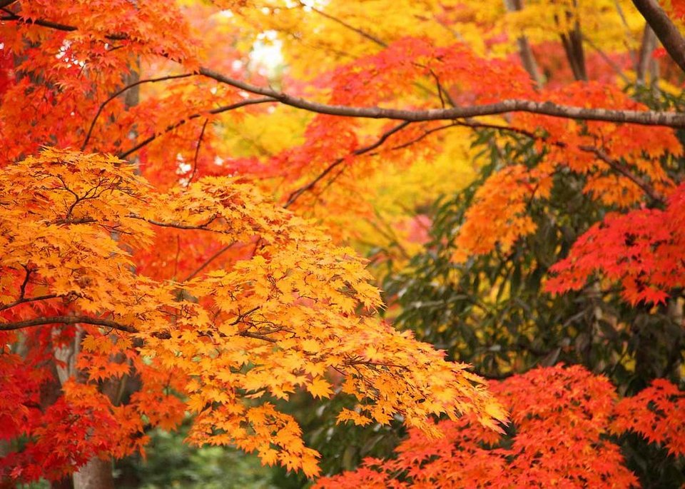 Autumn-in-Tokyo-Fall-Leaves
