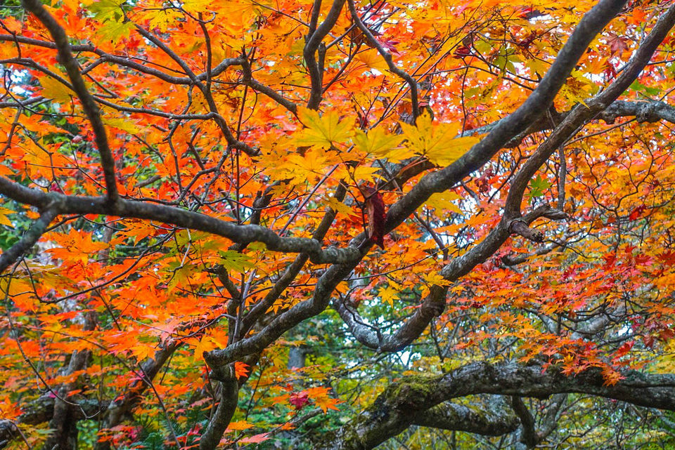 Jirisan-Mountain-Maple-Leaves