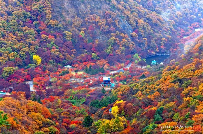 fall foliage forecast korea 2018 fall foliage korea 2018 when is autumn ...