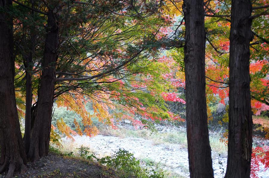 fall-foliage-in-south-korea-michael-lai