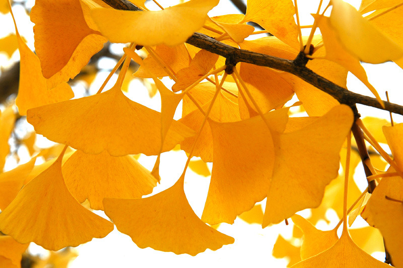 ginkgo leaves