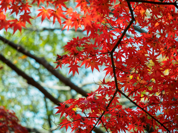 Naejangsan national park autumn korea (1)