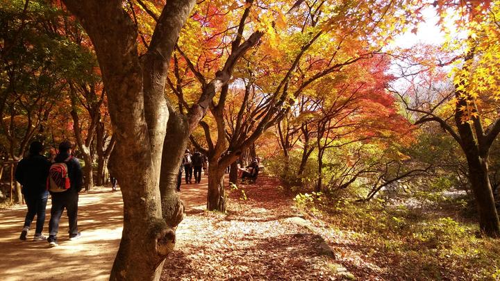 Naejangsan-national-park hiking trail2