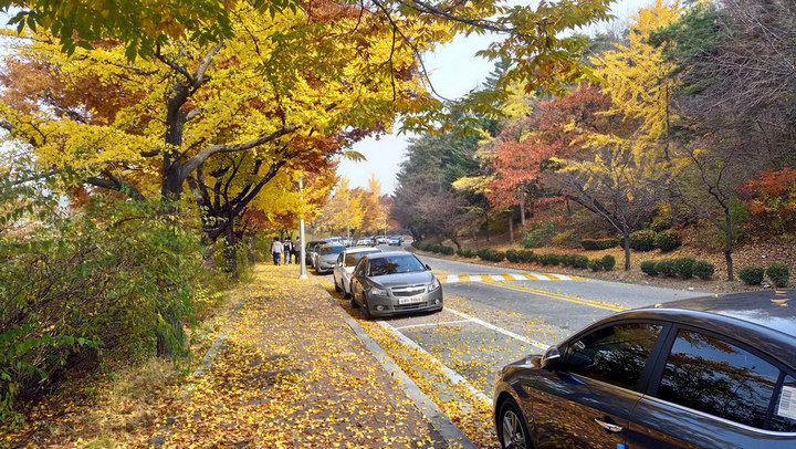 Nakseongdae's Garosu-gil Road autumn