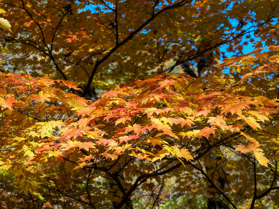 Autumn Colors in Korea - Gayasan National Park