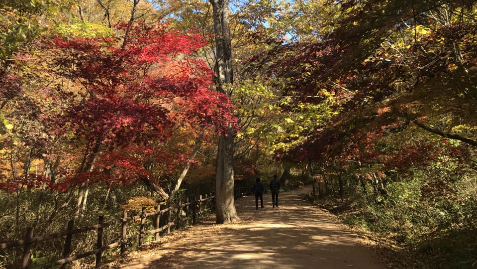 Cheongdo Rail Bike| busan fall foliage