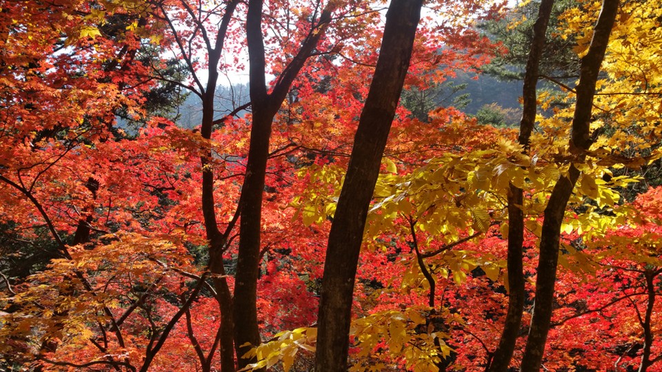 Odaesan National Park Autumn foliage3