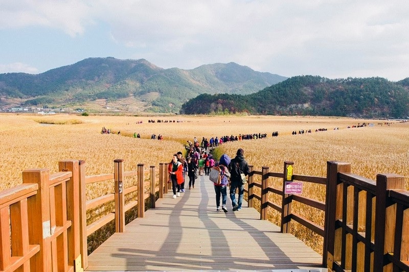 Suncheonman Bay Wetland Reserve Image by: best place to see autumn foliage in korea blog.