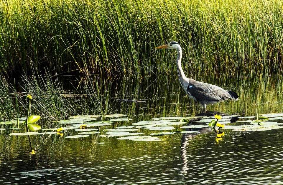 crane Suncheonman Bay Wetland Reserve