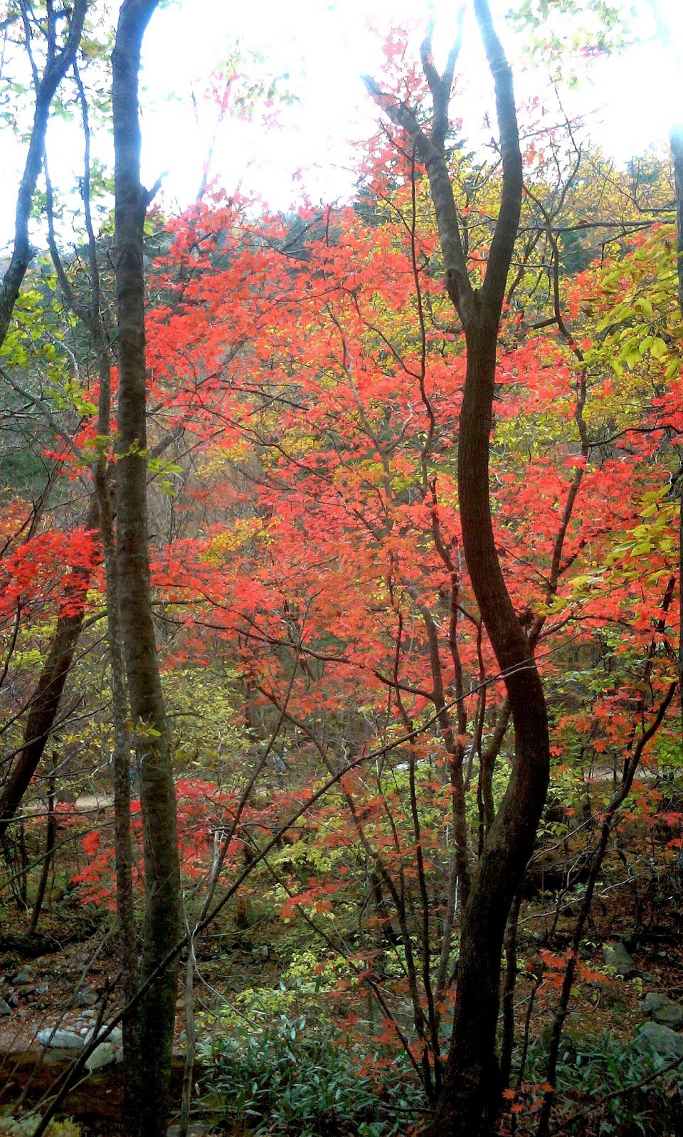 odaesan-mountain-autumn-foliage.21