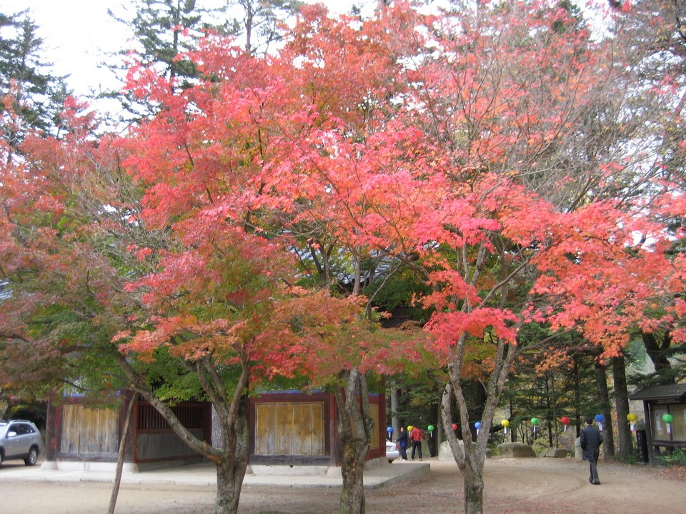 odaesan-mountain-autumn-foliage.2112