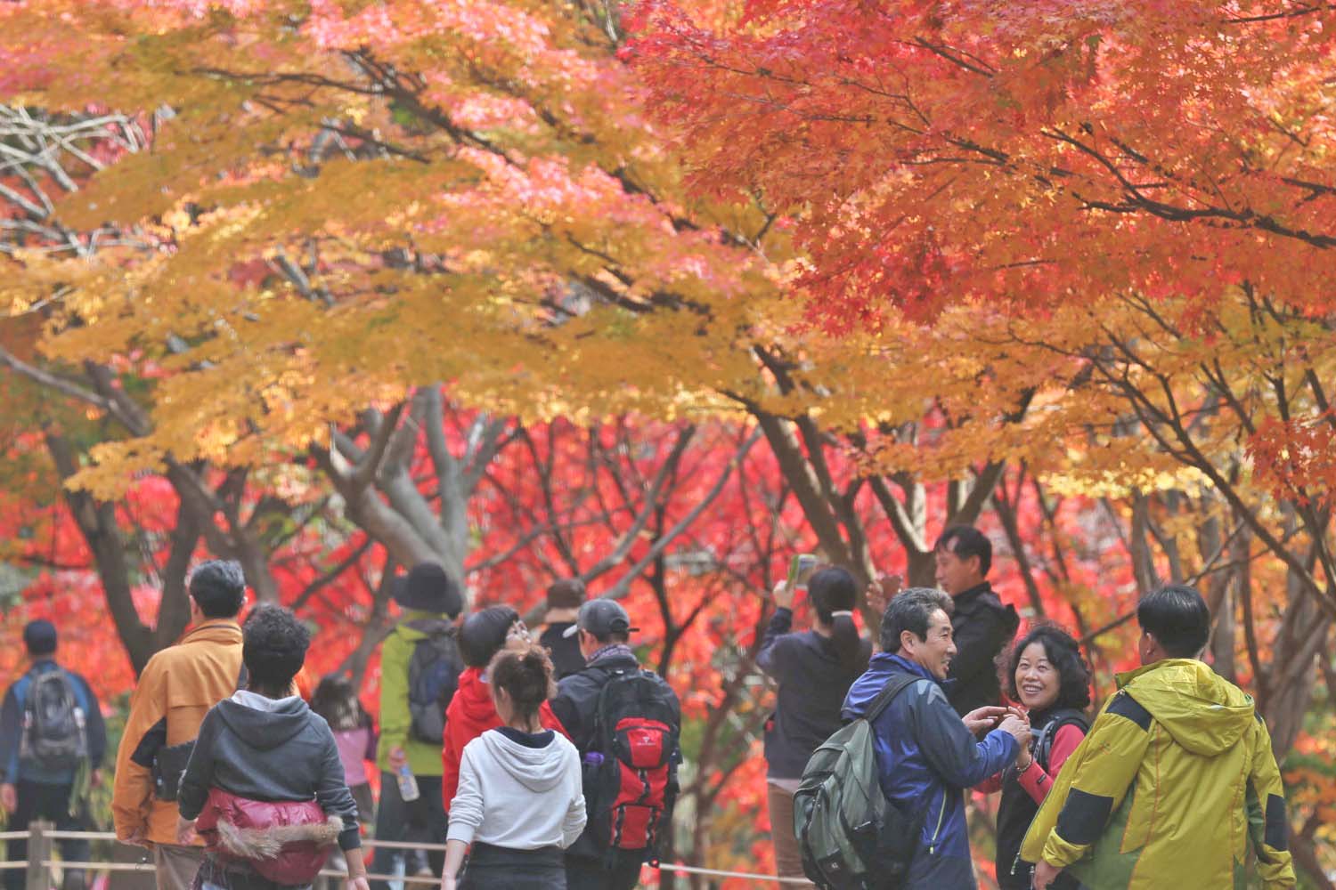 odaesan-mountain-autumn-foliage.212