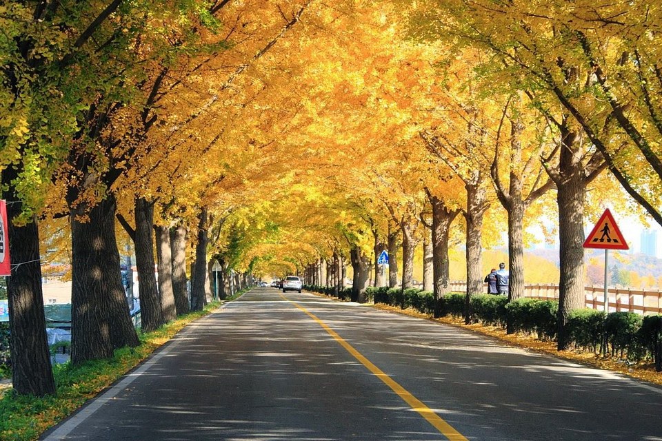 the ginkgo road of Hyeonchungsa 3