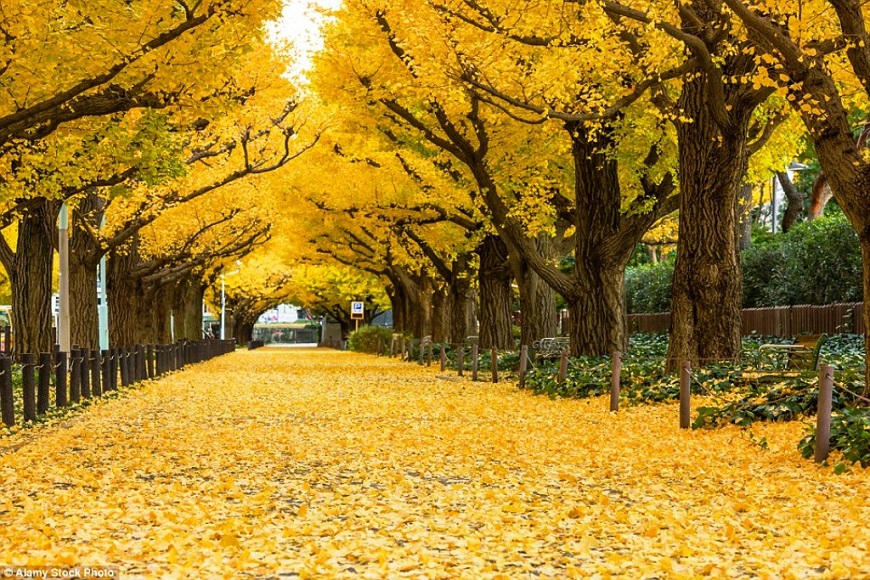 the ginkgo road of Hyeonchungsa 3