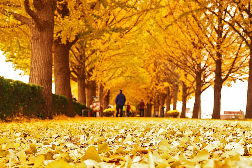 the ginkgo road of Hyeonchungsa 3x