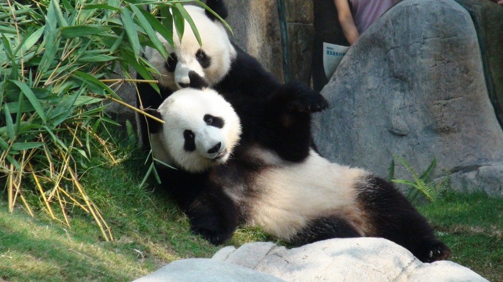panda ocean park