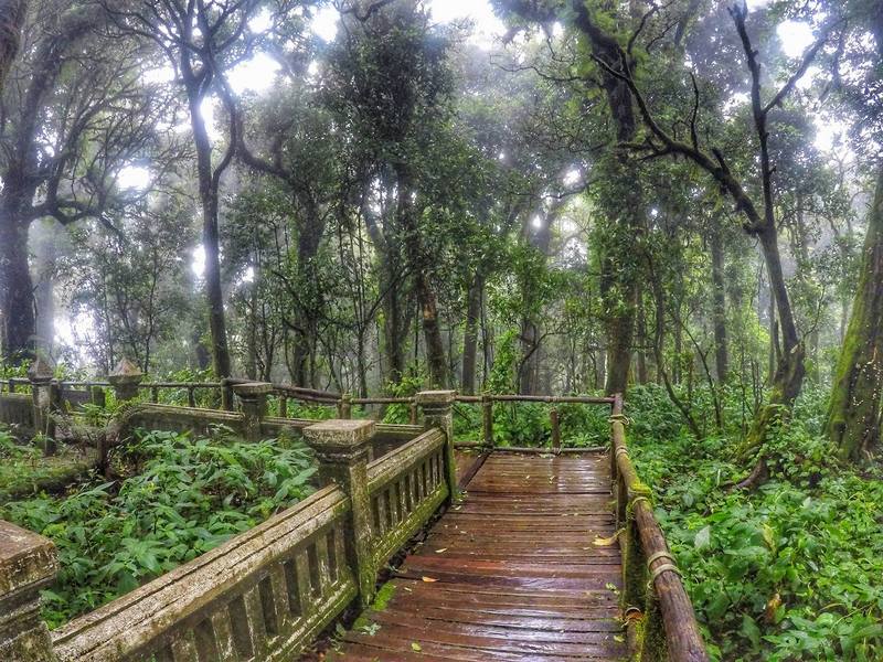 chiang-mai-highest-mountain-trail