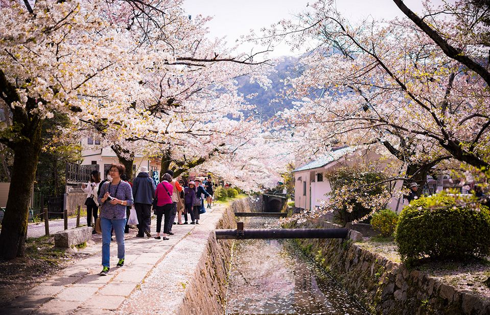 philosophers-path-cherry-blossom-sakura-season-kyoto-japan-527 kyoto blog kyoto travel blog