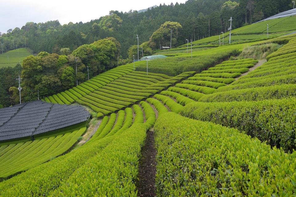 uji tea fields