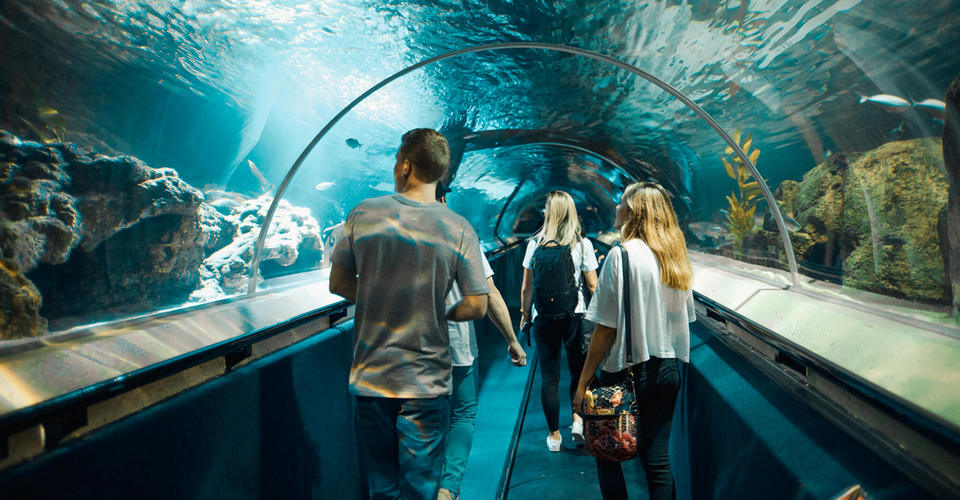 kelly-tarlton-sea-life-aquarium-auckland61
