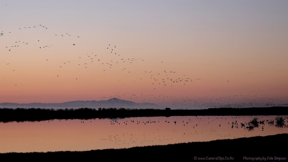 Miranda Bird Sanctuary auckland (1)