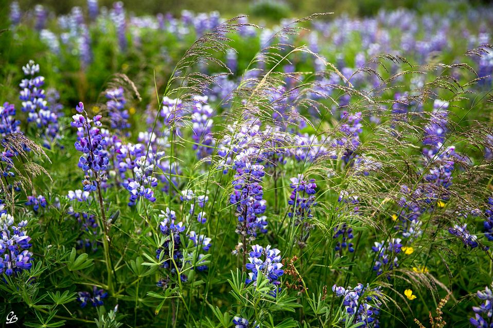 In summer, purple lupine flowers bloom, adding color to the land with only gravel and lichen