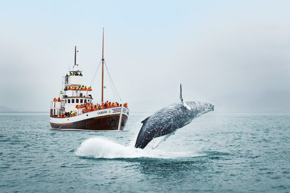 Whale Watching iceland