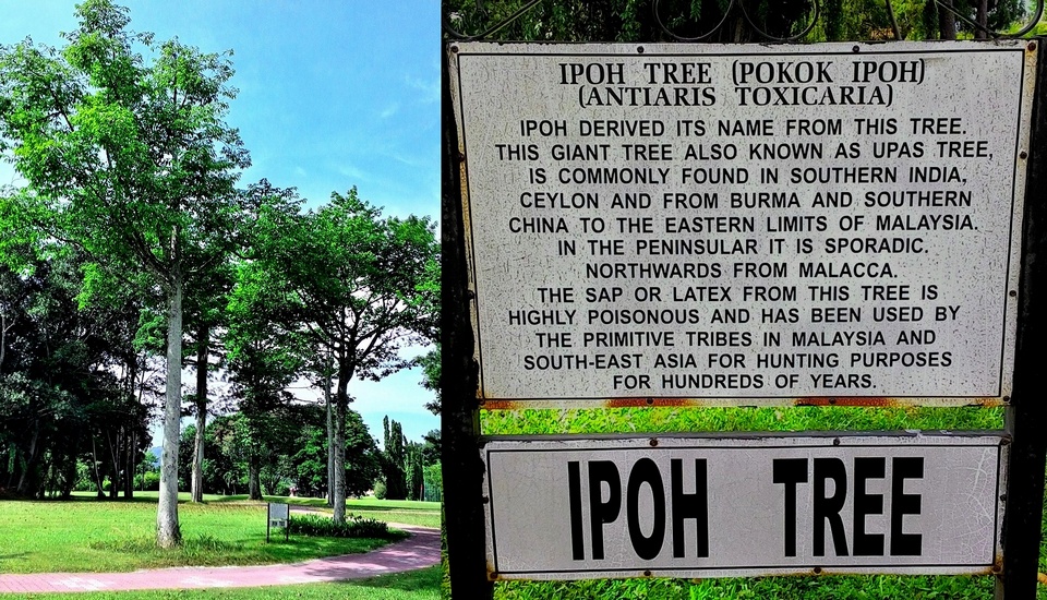 Ipoh Tree park