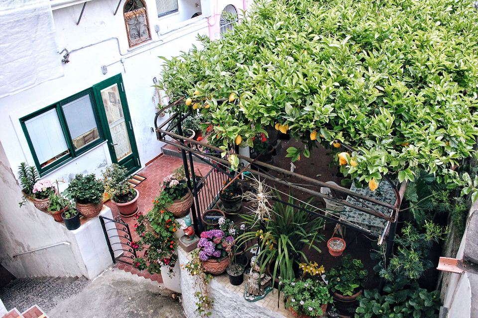 A Cute Amalfi Yard with Lemon Trees