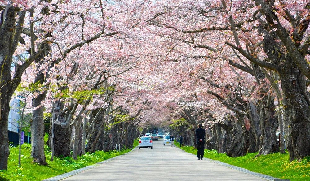 Sapporo-during-the-cherry-blossom-season