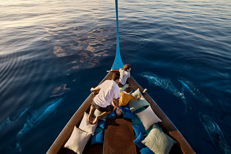 Dolphin watching in Maldives