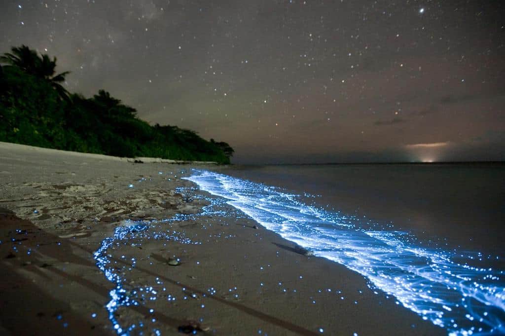 See the glowing beach (Bioluminescent plankton beach)