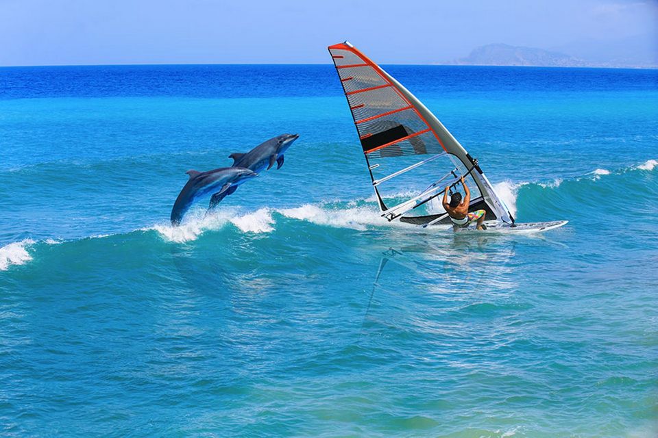windsurfing with dolphins